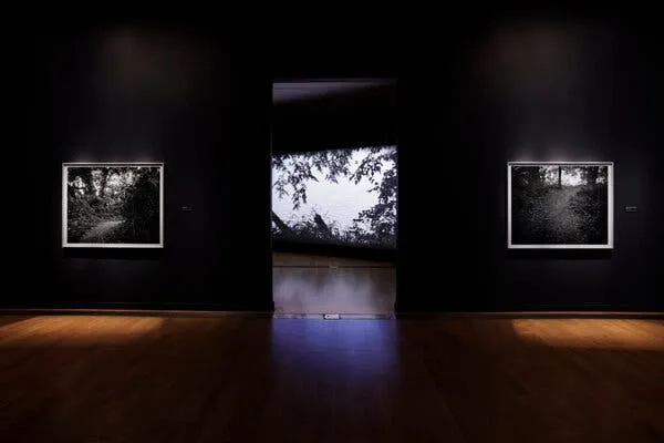 蘑菇视频 - 记忆守护者纪录片